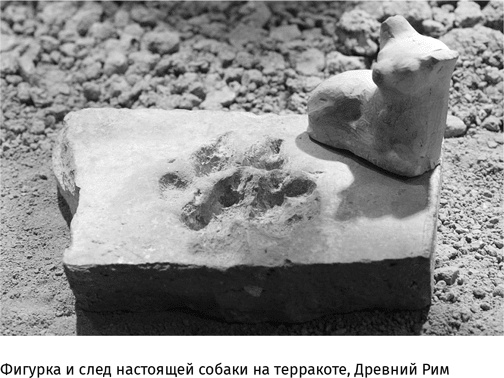 Иллюстрация к книге — Маленький плохой заяц, или Взаимосвязь религии и окружающей среды [i_072.jpg]