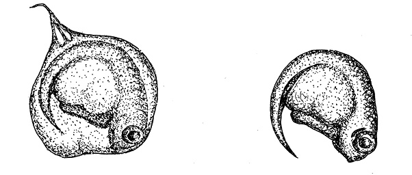 Иллюстрация к книге — Перспективы отбора [i_041.jpg]