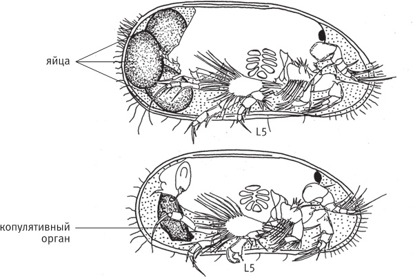 Иллюстрация к книге — Перспективы отбора [i_046.jpg]