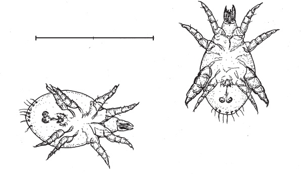 Иллюстрация к книге — Перспективы отбора [i_055.jpg]