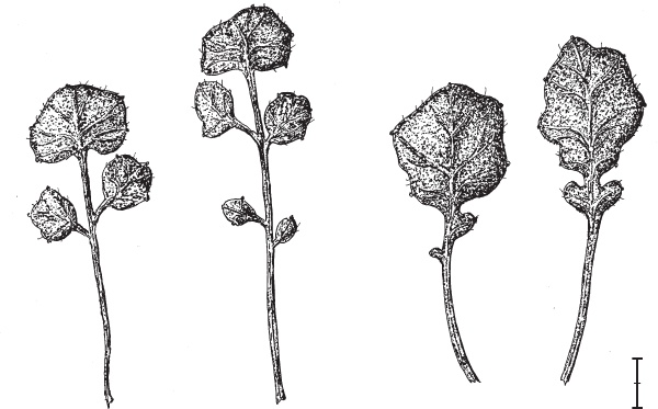 Иллюстрация к книге — Перспективы отбора [i_058.jpg]