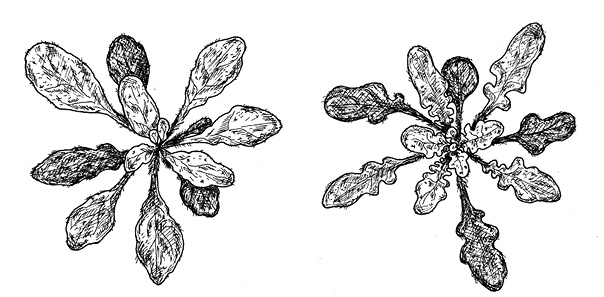 Иллюстрация к книге — Перспективы отбора [i_059.jpg]