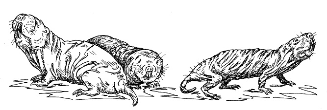 Иллюстрация к книге — Перспективы отбора [i_089.jpg]