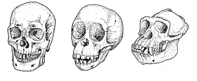Иллюстрация к книге — Перспективы отбора [i_090.jpg]