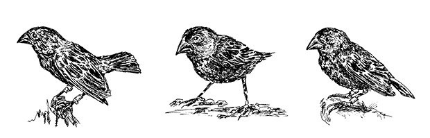 Иллюстрация к книге — Перспективы отбора [i_102.jpg]