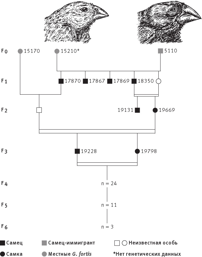 Иллюстрация к книге — Перспективы отбора [i_103.jpg]