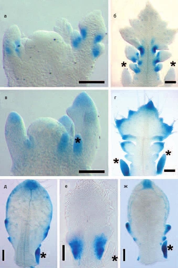 Иллюстрация к книге — Перспективы отбора [i_142.jpg]