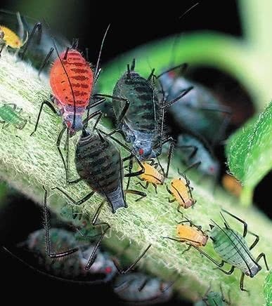 Иллюстрация к книге — Перспективы отбора [i_143.jpg]