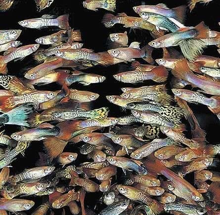 Иллюстрация к книге — Перспективы отбора [i_144.jpg]