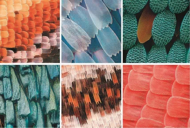 Иллюстрация к книге — Перспективы отбора [i_145.jpg]