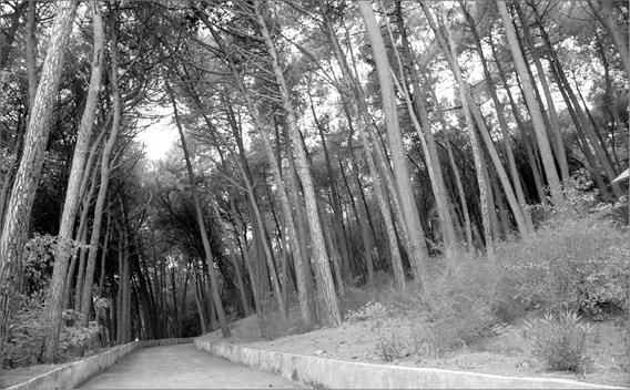 Иллюстрация к книге — Неаполитанская Ривьера. Неаполь. Капри. Искья. Прочида  [_050.jpg]