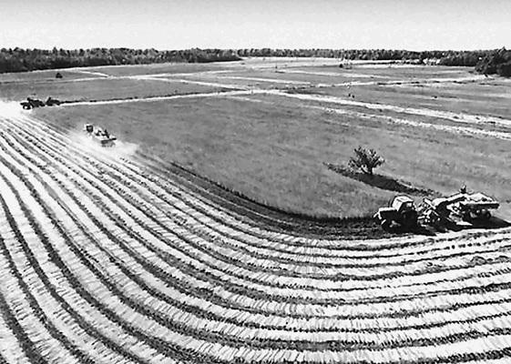 Иллюстрация к книге — Новгородская земля. Природа. Люди. История. Хозяйство [_006.jpg]