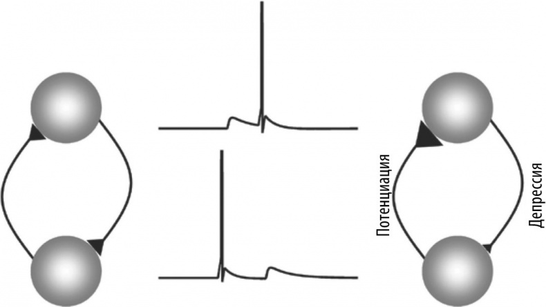 Иллюстрация к книге — Мозг – повелитель времени [i_005.jpg]