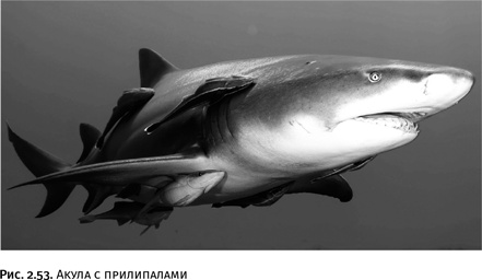 Иллюстрация к книге — Карнавал молекул [i_138.jpg]