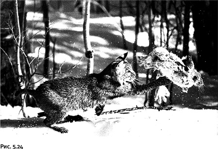 Иллюстрация к книге — Карнавал молекул [i_249.jpg]