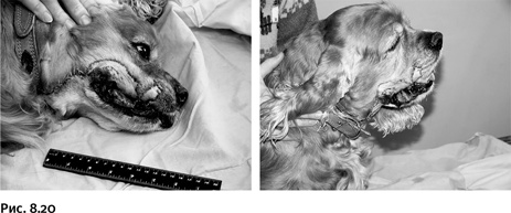 Иллюстрация к книге — Карнавал молекул [i_383.jpg]