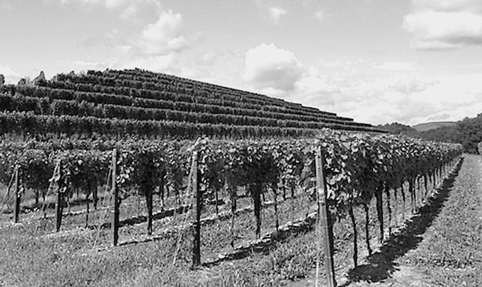 Иллюстрация к книге — Италия. Страна моря и солнца  [i_245.jpg]