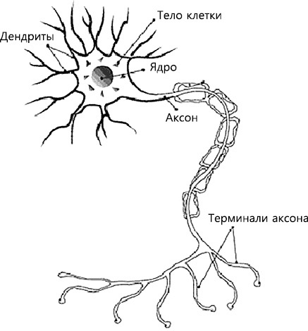 Иллюстрация к книге — Перенастройте свой встревоженный мозг [i_007.jpg]