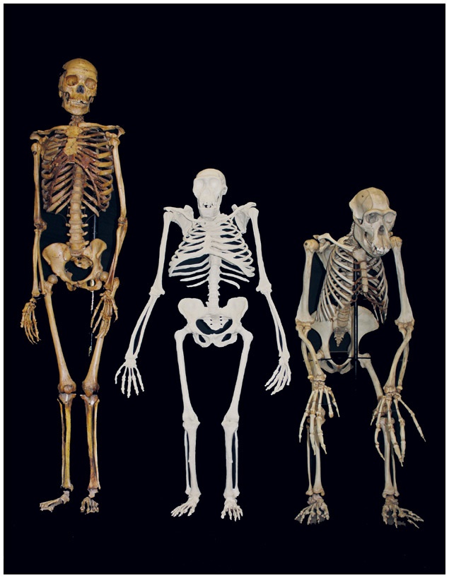 Иллюстрация к книге — Почти человек [i_031.jpg]