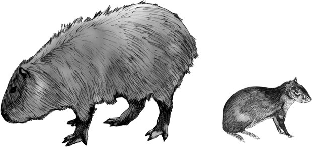 Иллюстрация к книге — Мозг. Такой ли он особенный? [_11.jpg]