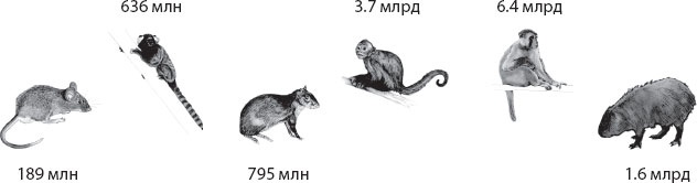 Иллюстрация к книге — Мозг. Такой ли он особенный? [_12.jpg]