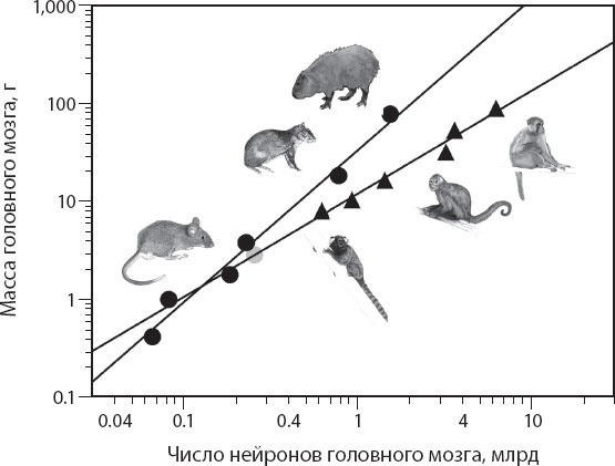 Иллюстрация к книге — Мозг. Такой ли он особенный? [_14.jpg]