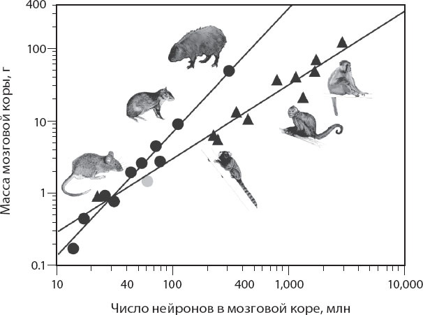 Иллюстрация к книге — Мозг. Такой ли он особенный? [_15.jpg]