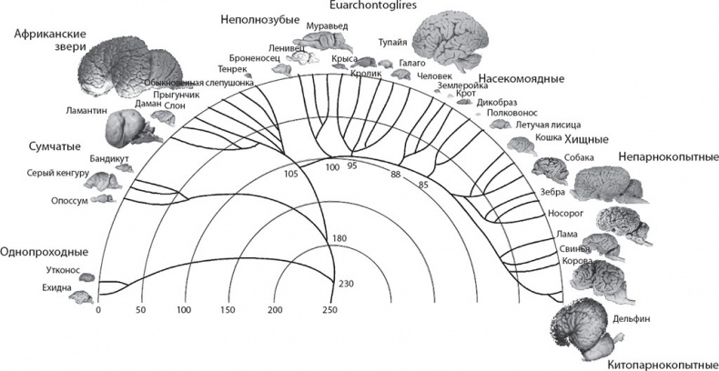 Иллюстрация к книге — Мозг. Такой ли он особенный? [_18.jpg]