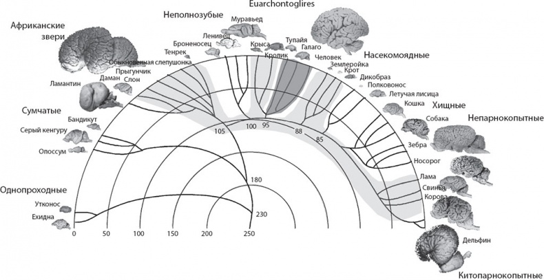 Иллюстрация к книге — Мозг. Такой ли он особенный? [_20.jpg]