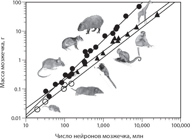 Иллюстрация к книге — Мозг. Такой ли он особенный? [_21.jpg]