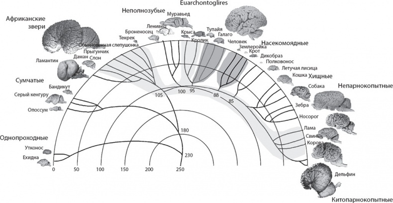 Иллюстрация к книге — Мозг. Такой ли он особенный? [_22.jpg]