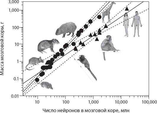 Иллюстрация к книге — Мозг. Такой ли он особенный? [_28.jpg]