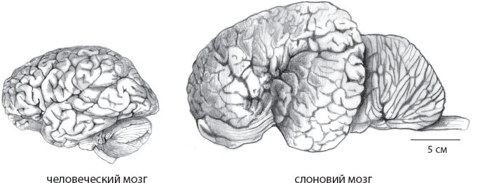 Иллюстрация к книге — Мозг. Такой ли он особенный? [_32.jpg]