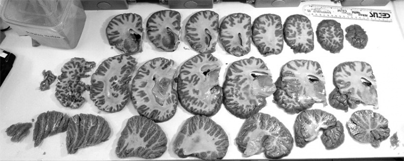 Иллюстрация к книге — Мозг. Такой ли он особенный? [_33.jpg]