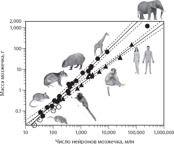Иллюстрация к книге — Мозг. Такой ли он особенный? [_35.jpg]