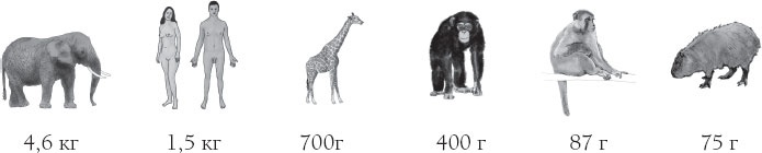 Иллюстрация к книге — Мозг. Такой ли он особенный? [_37.jpg]