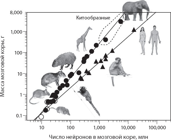 Иллюстрация к книге — Мозг. Такой ли он особенный? [_38.jpg]