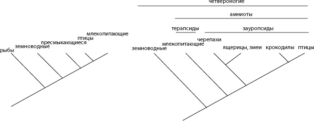 Иллюстрация к книге — Мозг. Такой ли он особенный? [_4.jpg]