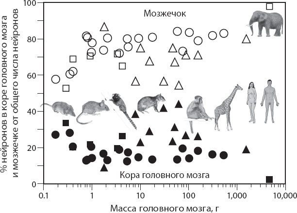Иллюстрация к книге — Мозг. Такой ли он особенный? [_43.jpg]