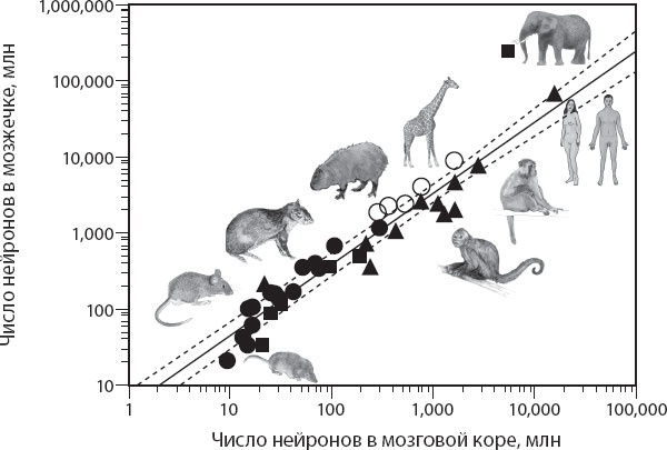 Иллюстрация к книге — Мозг. Такой ли он особенный? [_44.jpg]