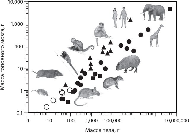 Иллюстрация к книге — Мозг. Такой ли он особенный? [_47.jpg]