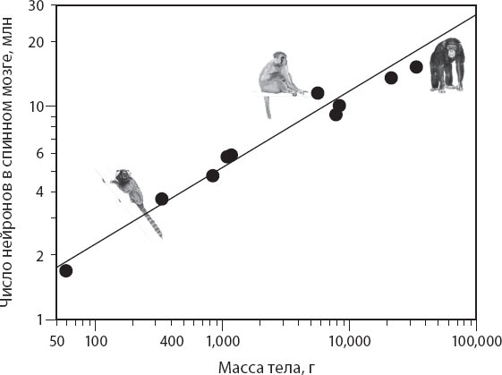 Иллюстрация к книге — Мозг. Такой ли он особенный? [_48.jpg]