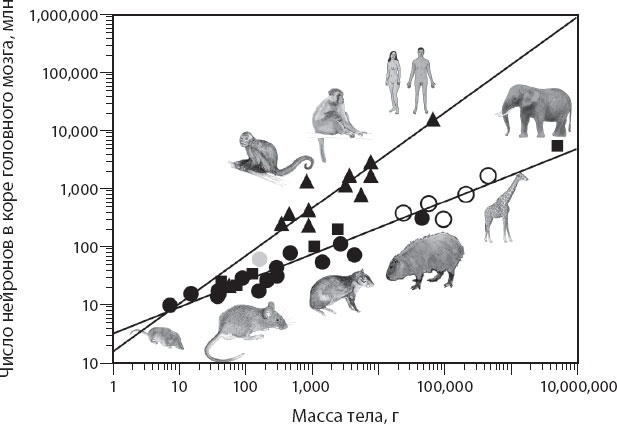 Иллюстрация к книге — Мозг. Такой ли он особенный? [_51.jpg]