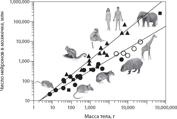 Иллюстрация к книге — Мозг. Такой ли он особенный? [_52.jpg]