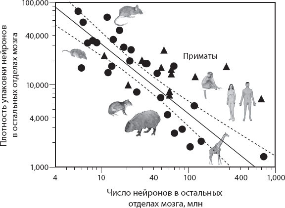Иллюстрация к книге — Мозг. Такой ли он особенный? [_53.jpg]