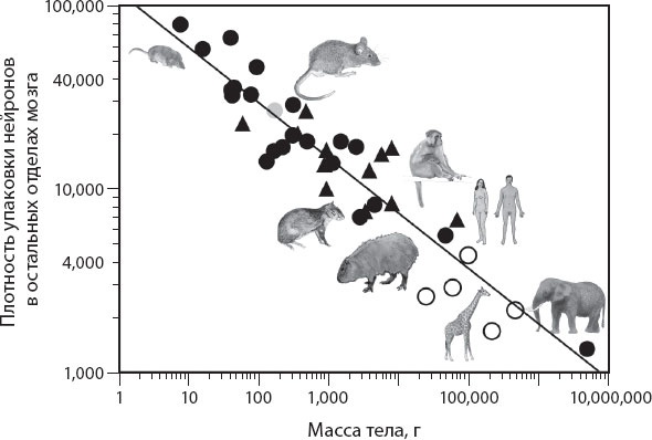 Иллюстрация к книге — Мозг. Такой ли он особенный? [_54.jpg]