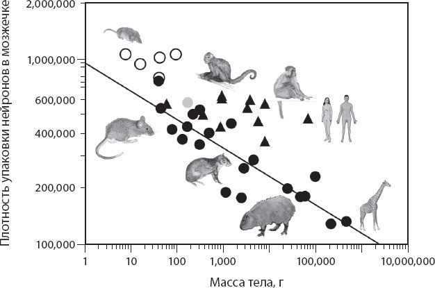 Иллюстрация к книге — Мозг. Такой ли он особенный? [_56.jpg]
