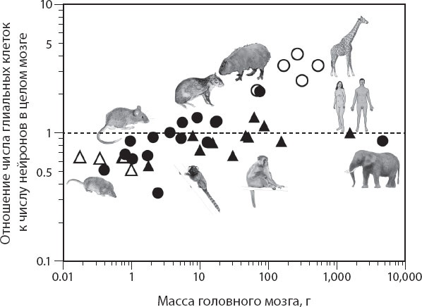 Иллюстрация к книге — Мозг. Такой ли он особенный? [_58.jpg]
