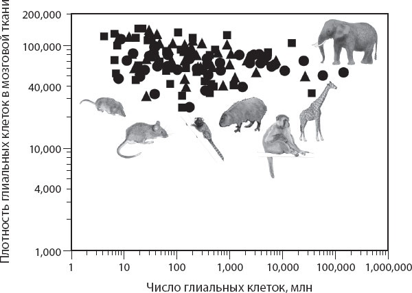 Иллюстрация к книге — Мозг. Такой ли он особенный? [_61.jpg]