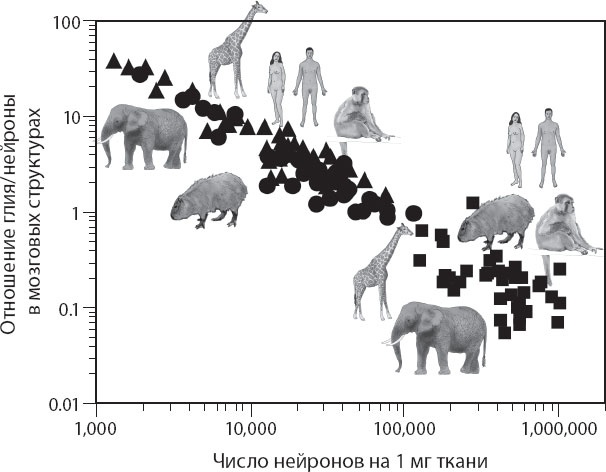 Иллюстрация к книге — Мозг. Такой ли он особенный? [_63.jpg]